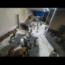 Pinguine in der Klimakammer